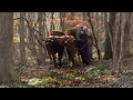 Hauling firewood with oxen in the Connecticut woods