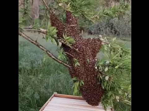 Video: Asalarichilikdan Ramkali Uyaga Asalarichilik Tarixi