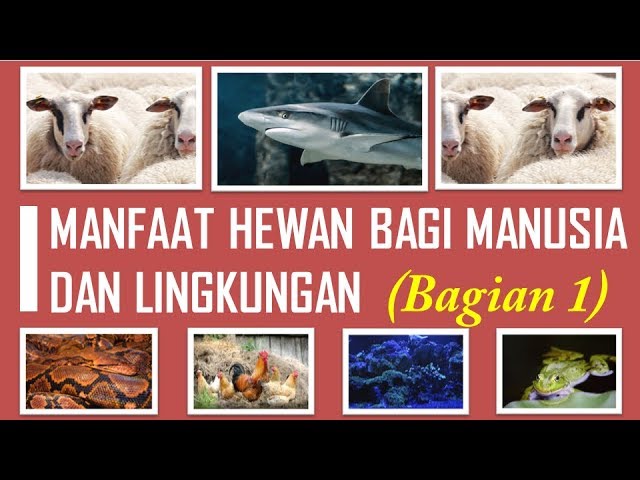 Soal Tabel Kelas X Persamaan Materi Berbagai Jenis Hewan