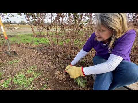 Video: Boysenbessieversorging: Hoe om Boysenbessies in die tuin te kweek