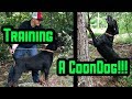 Gage Training his Black and Tan Coon Dog の動画、YouTube動画。