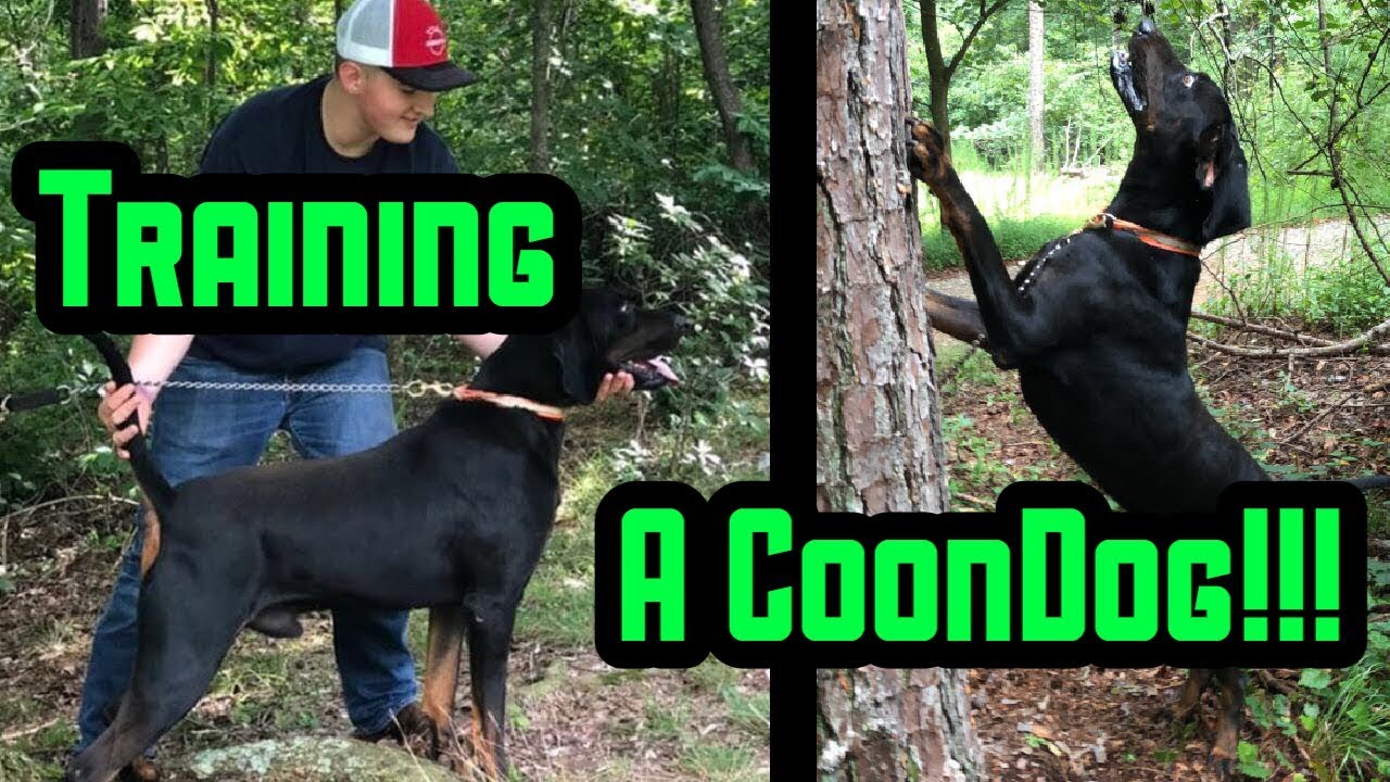 Gage Training His Black And Tan Coon Dog