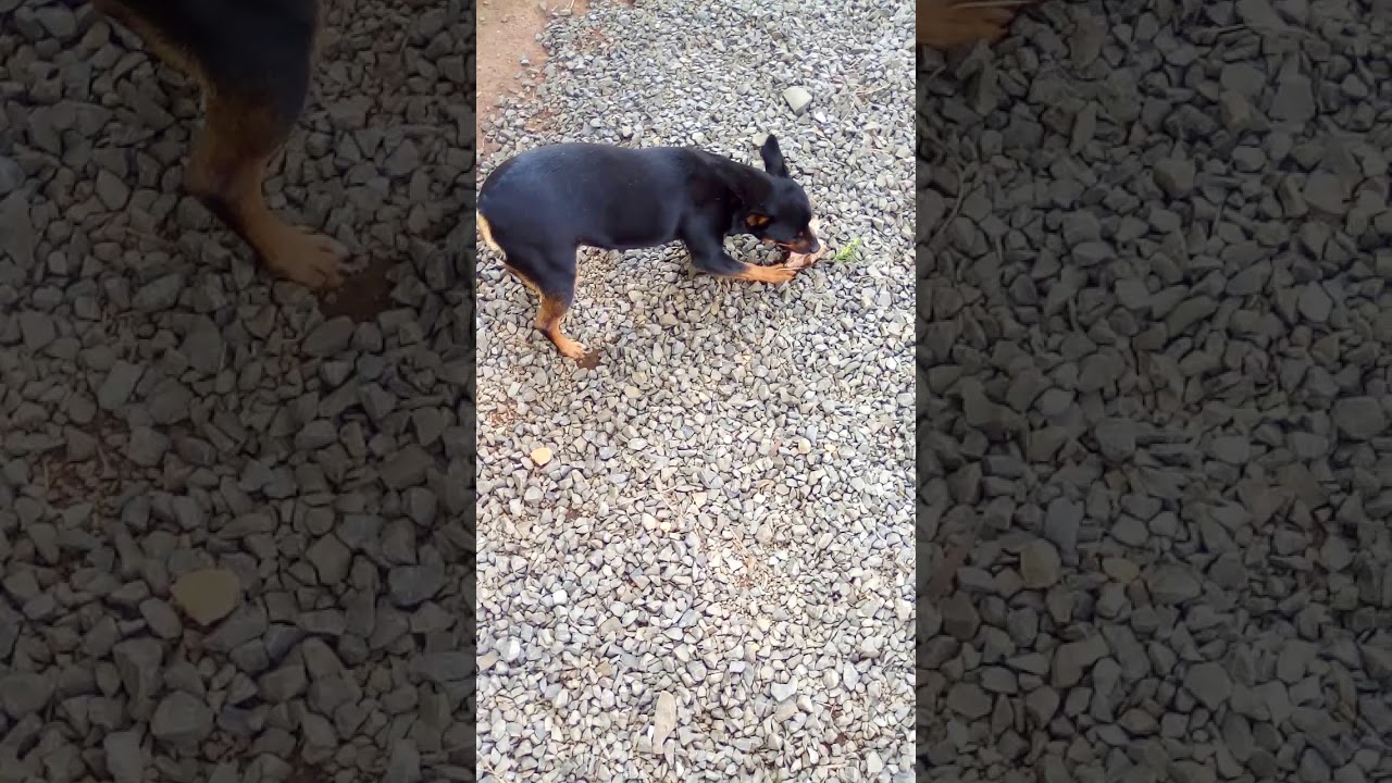 Pinscher raivoso ataque YouTube