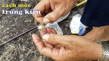 Đây là CÁCH MÓC TRỨNG KIẾN để câu cá rô của sư phụ mình