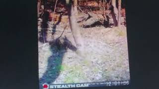 The Jersey Devil shows up and is captured by the Stealth Cam in the swamp area in South Jersey!!