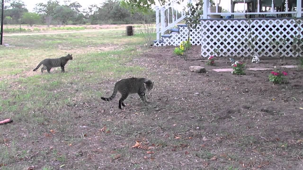 Headless Rattlesnake = Jumping Cat YouTube
