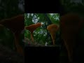 El terrible hongo parásito zombificador: Cordyceps