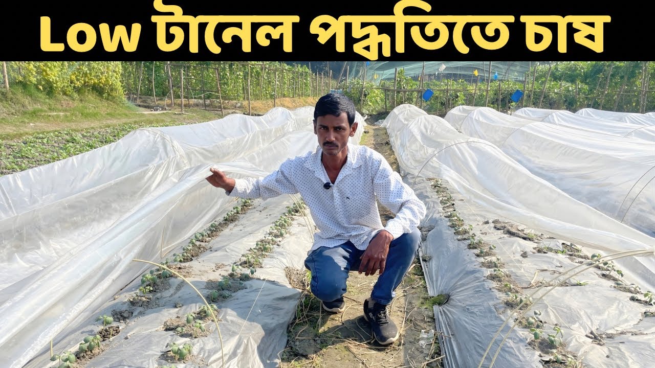 Low Tunnel পদ্ধতিতে অতিরিক্ত ঠান্ডায় ভেন্ডি চাষ