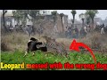 Leopard attacks the wrong dog and regrets straight after!!!
