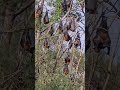 Flying fox (fruit bats🦇) #sydney #nature #animal#mammals#animals#animalshorts #dangerous#flight