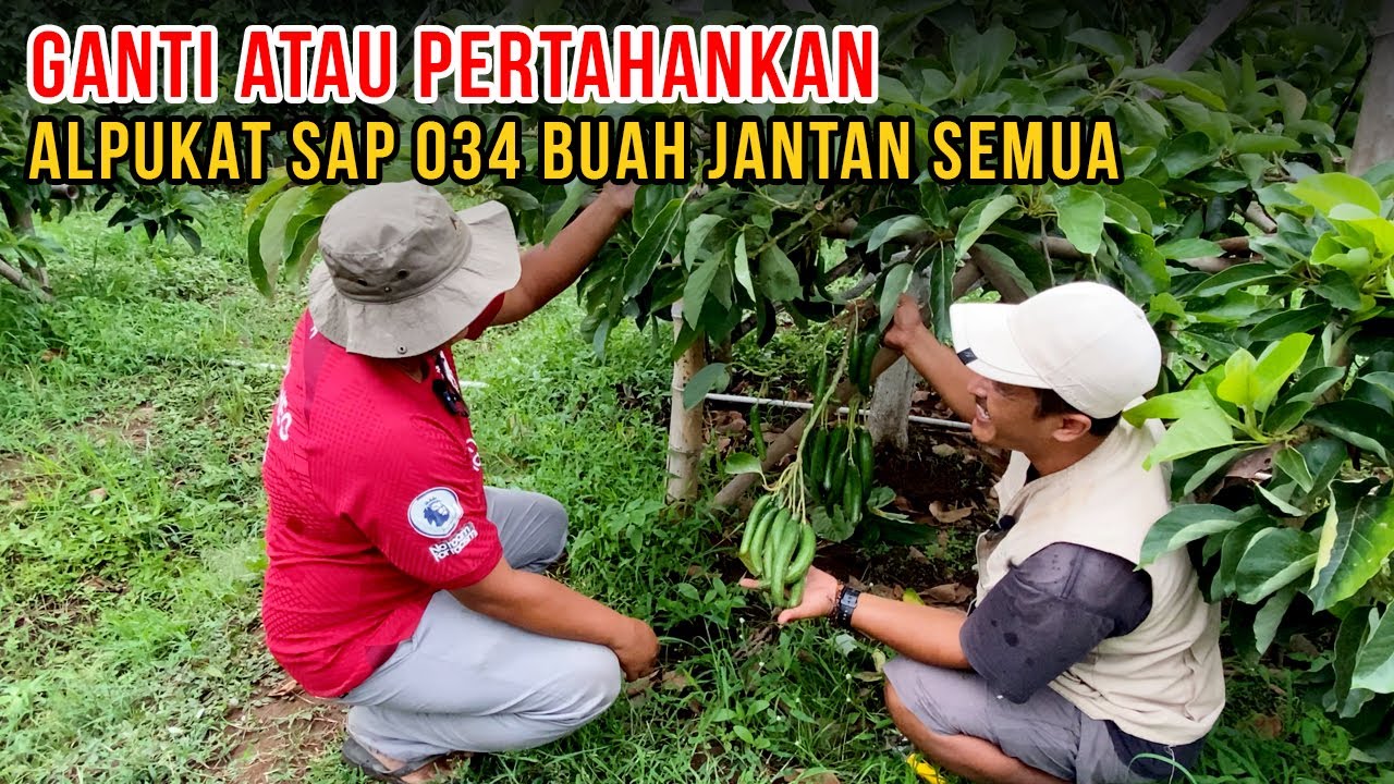 Alpukat SAP 034 Berdompol Buah Jantan Semua🥑  | Kebun Alpukat Pak Yanuar Pati