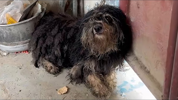 She Was Beaten and Abandoned — But We Refused to Give Up on Her