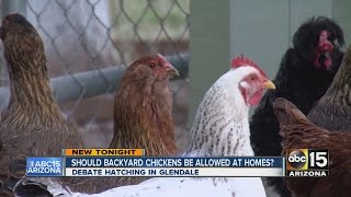 Should backyard chickens be allowed at homes screenshot 3