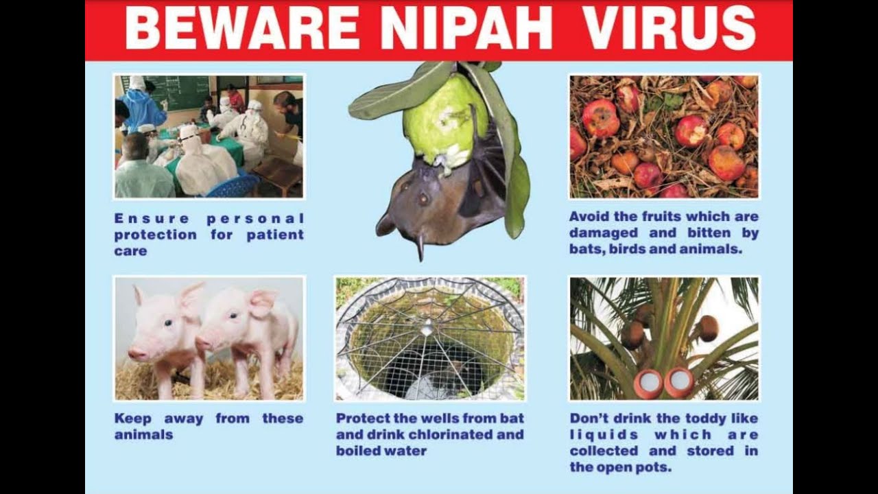 The Death Of A 12-Year-Old Boy Sparks Worries Of A Nipah Virus ...