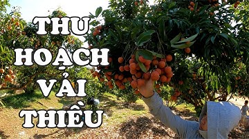 Vào tận vườn vải Lục Ngạn Bắc Giang xem bà con thu hoạch Vải Thiều