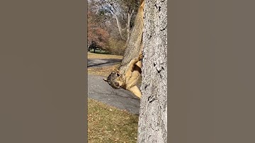Squirrel running around the tree
