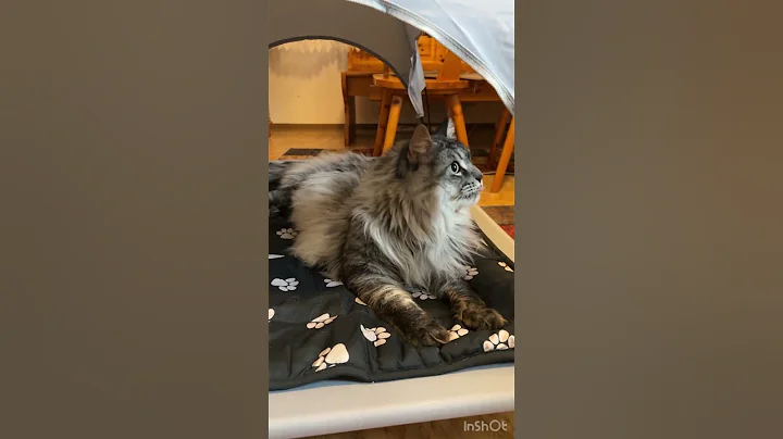 Watch the video about #viral #cat #kitten #mainecooncat #cutecat #fyp #catlove #kopa #catshorts #catholic #funny#catvideos