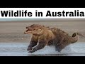 AUSTRALIA MEMES