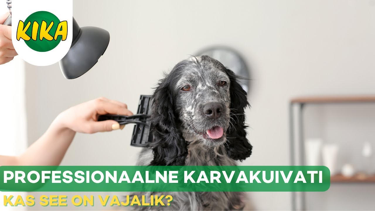 Kas kodus on vaja professionaalset karvkatte kuivatit?