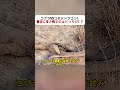 コブラVSコモドドラゴン！ 最後に生き残るのはどっちだ！？ #コブラ #コモドドラゴン #野生動物 #自然界 #動物対決