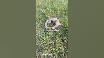 Kỳ đà tự ăn đuôi tại sao #shortvideo #dongvat #thưgiãn #animals #shorts #wildlife