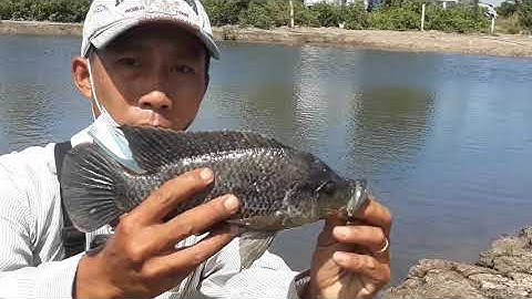 Câu Cá Ở Lý Nhơn Cần Giờ , Ao Của Anh Khoa Nguyễn ,Thật Bất Ngờ