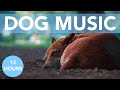 Pet acoustics music for dogs to help with sleep and anxiety new 2021