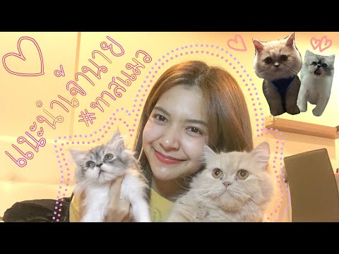 แนะนำเจ้านาย #ทาสแมว #นิสัยแมว 🐱💗