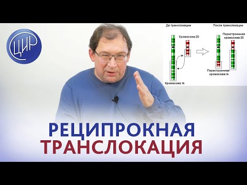 Видео: Разница между Робертсоновской и реципрокной транслокацией