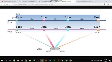 Design primers for qPCR using IDT