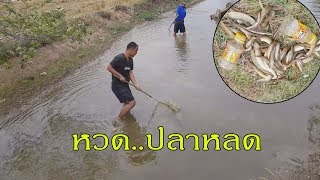 ข่วนปลาหลด วิถีไทยๆที่หาดูได้ยากขึ้นทุกวัน