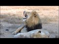 BEST OF Big Male Lions || The REAL Lion King