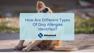 How Are Different Types Of Dog Allergies Identified? by Advanced Animal Care 39 views 2 years ago 2 minutes, 32 seconds