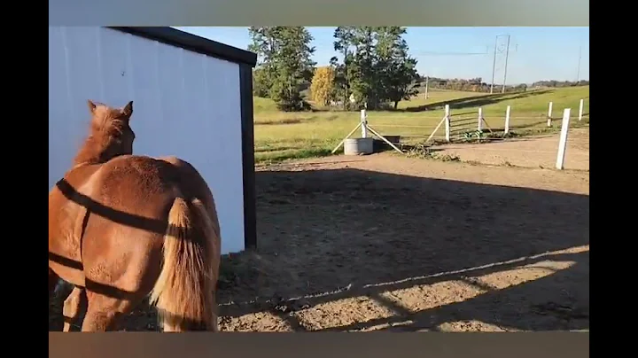 Paula Gaines Performance Horses