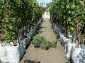 Виноградный питомник. Лето 2016 (Grape nursery. Summer 2016)