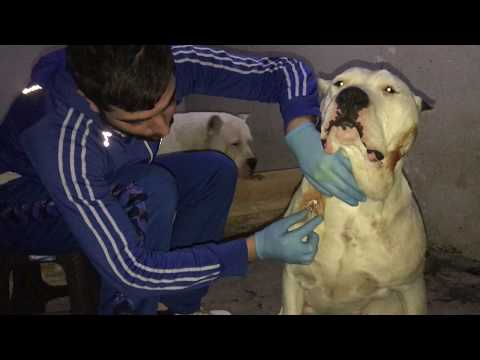 Video: Köpeklerde Deri Kan Damarlarının İltihabı
