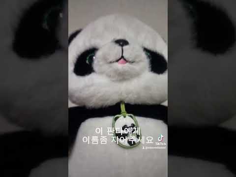 팬더 키우기 1일차 관심 부탁드려요