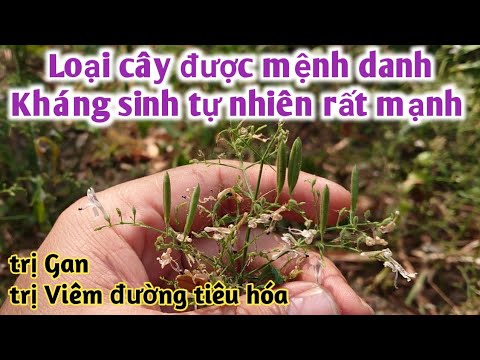 Video cây Xuyên tâm liên trị Viêm đường tiêu hóa, bệnh về... - youtube