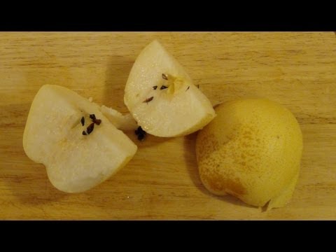 candy petřvald Nashi Birne [Pyrus pyrifolia] Chinese pear [ナシ] [배나무]