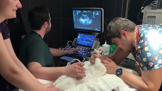 Angel'a ultrason çektik, Angel'ın bebeklerinin kalp sesini duymak ister misiniz?