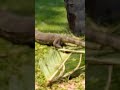 Monitor lizard in lamai beach Thailand# First Foreign Trip# Honeymoon Trip