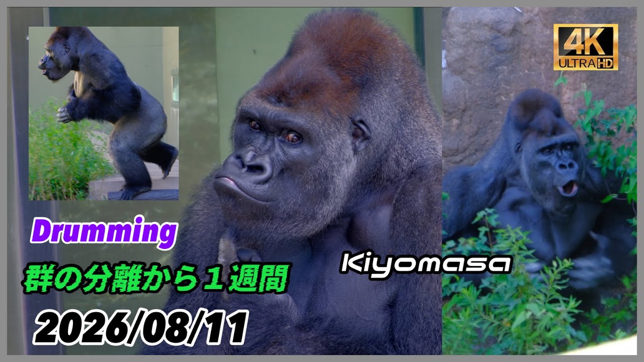 One week since separating from the troop☆ Kiyomasa lets out a