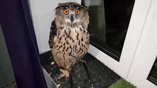 A night shower of Yoll the eagleowl. A wet owl