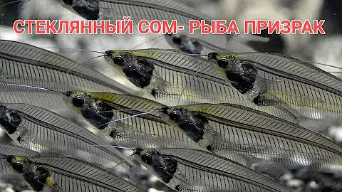 СТЕКЛЯННЫЙ СОМ.СОДЕРЖАНИЕ,УХОД,КОРМЛЕНИЕ,СОВМЕСТИМОСТЬ И РАЗМНОЖЕНИЕ