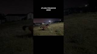 At Koşturma Sesi Açıp Atlara Fısıldayan Adam