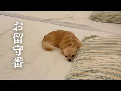 ニコニコニコちゃん ニコニコニコちゃん - YouTube