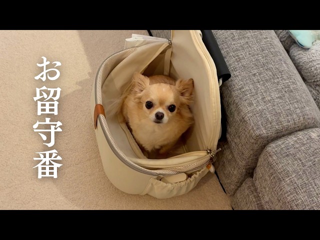 お留守番中のチワワをペットカメラでモニタリングした結果、意外な事実