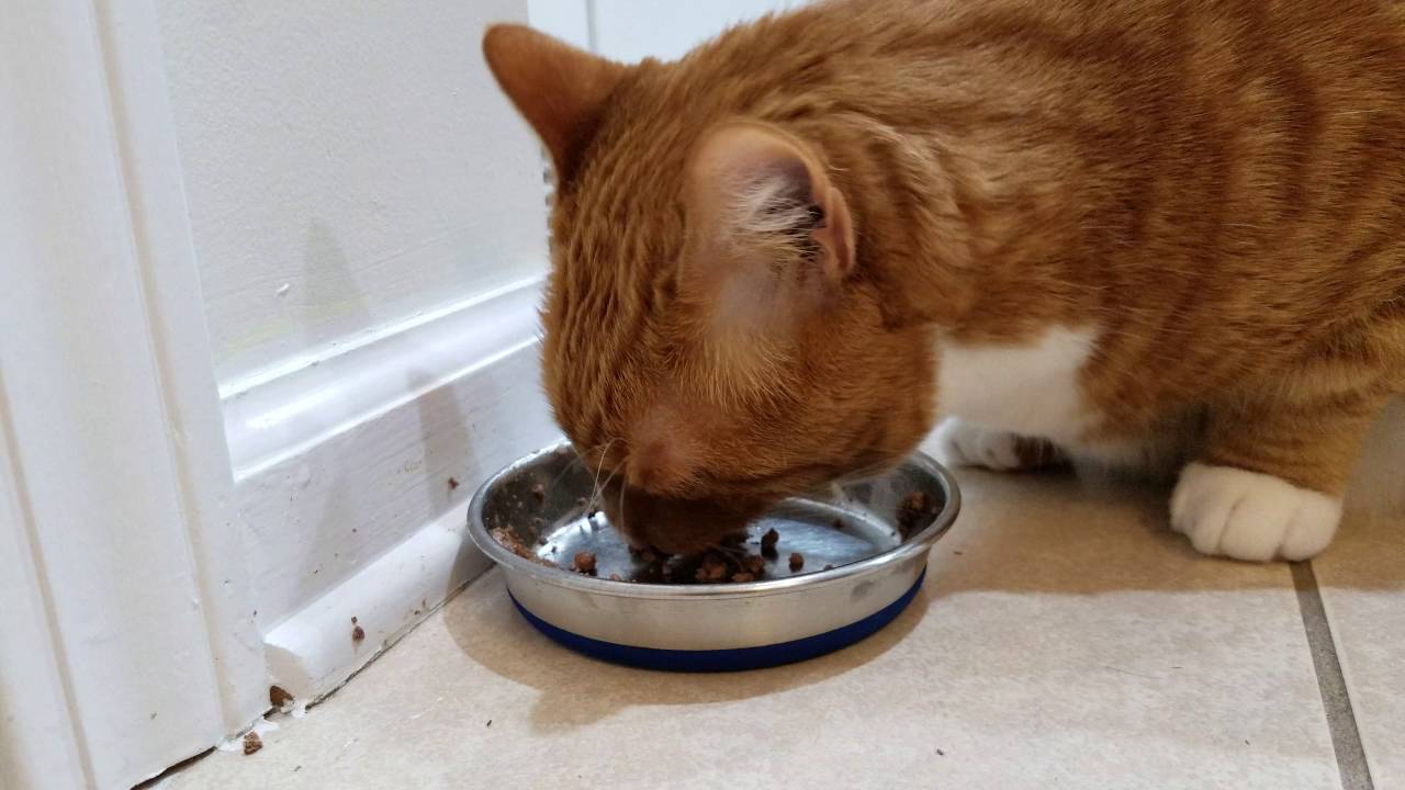 ASMR - Cat eating his meal
