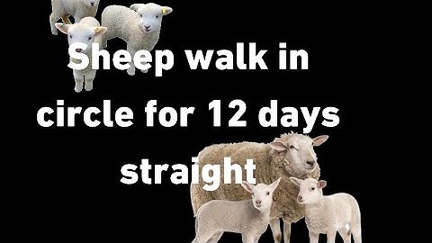 Sheep 🐑 in China have been walking around in a circle for 12 days straight. #sheep #china
