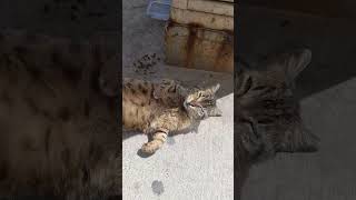 #Ask #tutku #romantizm #sevgi #kedi TEOMAN❤️